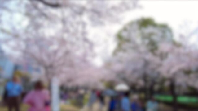 ぼかし背景素材: 多くの花見の人々で賑わう満開の桜並木道を歩くPOVショット  2023年3月30日 広島平和記念公園の桜風景