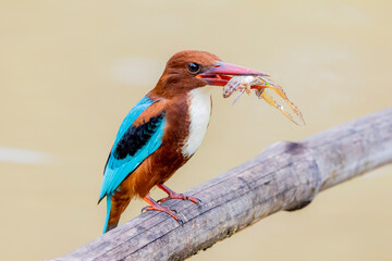The White-throated Kingfisher and prey on a branch in nature