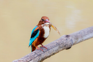The White-throated Kingfisher and prey on a branch in nature