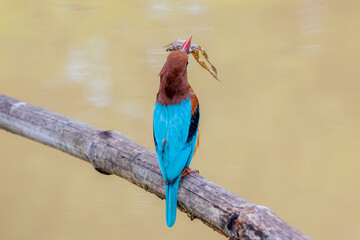 The White-throated Kingfisher and prey on a branch in nature