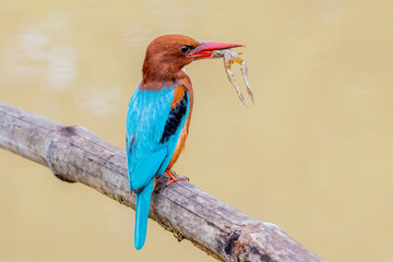 The White-throated Kingfisher and prey on a branch in nature