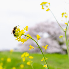 春の柔らかな光の中、揺れる菜の花に蜂が