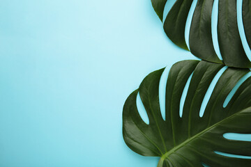 Tropical leaves Monstera on blue background. Space for text