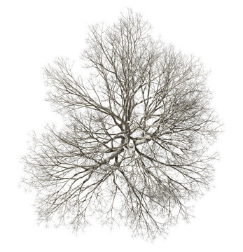 Top view dying tree branch on transparent backgrounds 3d rendering png