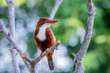 White-throated Kingfisher on a branch