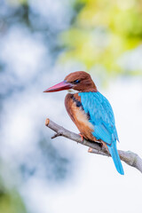 White-throated Kingfisher on a branch