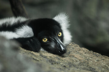 black and white lemur