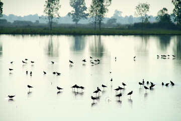 migratory bird