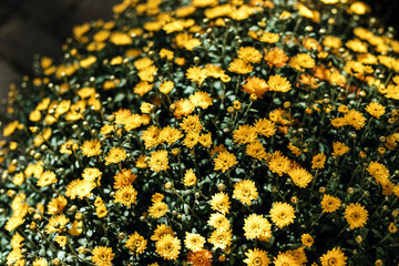 Beautiful chrysanthemums blossom in the autumn garden.