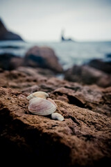 Conchas marinas sobre una roca
