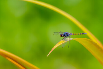 A dragonfly on young leaf