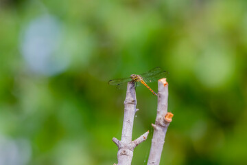 A dragonfly on a branch