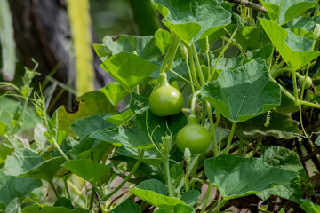 The green vetgetable  in the garden