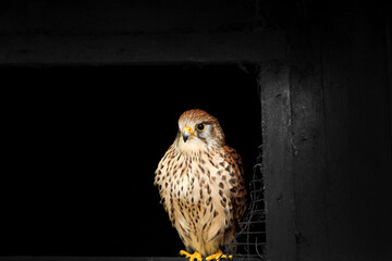 Female Eurasian Kestrel, Falco tinnunculus,  perched on the sill of an old barn shed