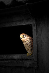 Female Eurasian Kestrel, Falco tinnunculus,  perched on the sill of an old barn shed