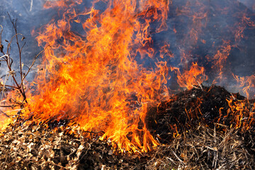 steppe fires during severe drought completely destroy fields. Disaster causes regular damage to environment and economy of region. The fire threatens residential buildings. Residents extinguish fire