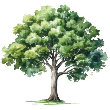 Transparent png clipart with beautiful green tree design, ai generative
