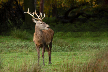 A full portrait of a young red deer stag. He is standing on the grass in front of some trees. Looking to the right, his mouth is slightly open as he feeds - 676237560