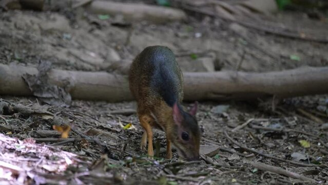 Seen facing to the left while feeding then turns to the right to eat more, Lesser Mouse Deer Tragulus kanchil, Thailand
