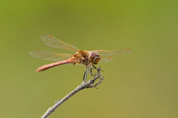 A vagrant darter dragonfly resting on a plant