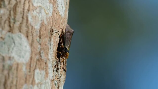 Facing down while basking under the afternoon sun as the tree moves with the wind, Planthopper, Fulgoromorpha, Thailand