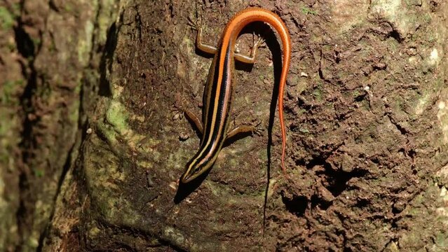 Looking towards the camera wagging its tail to attract attention and move insects to show then it moves down, Sunda striped skink  Lipinia vittigera, Thailand