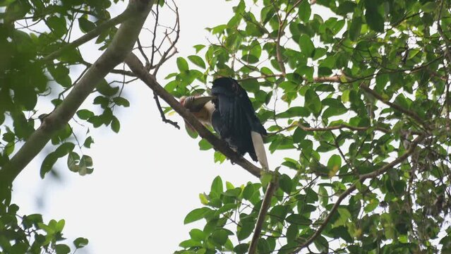 Preening its left wing reaching for the itchy parts with its long bill, Wreathed Hornbill Rhyticeros undulatus, Male, Thailand
