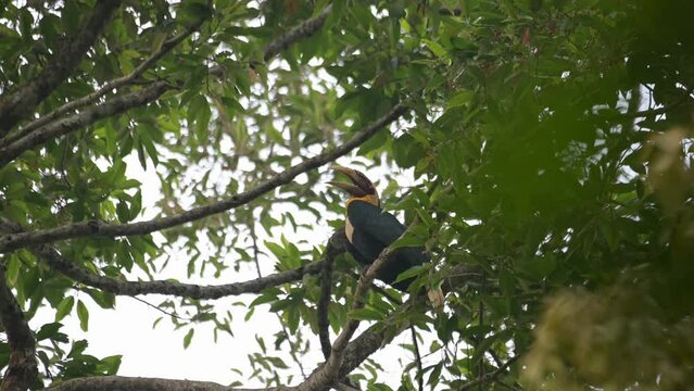 A male individual seen behind thick branches and leaves as it is opening its mouth and ready to approach its nest, Wreathed Hornbill Rhyticeros undulatus, Male, Thailand