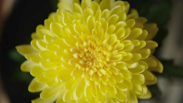 Yellow chrysanthemum flower head is spinning. Head of flower is in form of capitula inflorescence with many petals. Relaxing flower plant background.