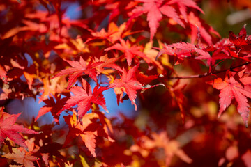 Details of the leaves of a Japanese maple during autumn with the characteristic red, yellow and brown colors of that time.