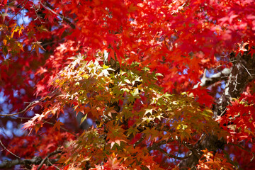 Details of the leaves of a Japanese maple during autumn with the characteristic red, yellow and brown colors of that time.