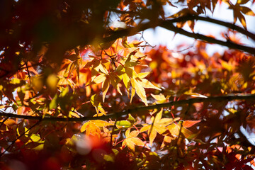 Details of the leaves of a Japanese maple during autumn with the characteristic red, yellow and brown colors of that time.