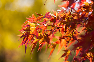 Details of the leaves of a Japanese maple during autumn with the characteristic red, yellow and...