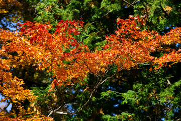 Details of the leaves of a Japanese maple during autumn with the characteristic red, yellow and brown colors of that time.