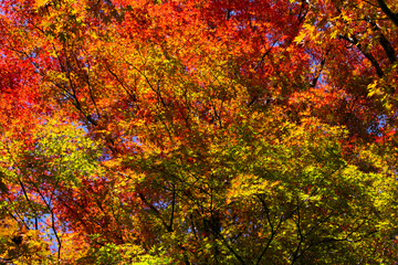 Details of the leaves of a Japanese maple during autumn with the characteristic red, yellow and brown colors of that time.