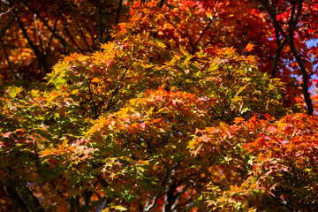 Details of the leaves of a Japanese maple during autumn with the characteristic red, yellow and brown colors of that time.