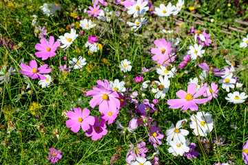 Many delicate vivid pink and white flowers of Cosmos plant in a cottage style garden in a sunny summer day, beautiful outdoor floral background photographed with soft focus