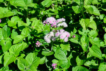 Large group of pink flowers of Ageratum houstonianum plant commonly known as lossflower, bluemink, blueweed or Mexican paintbrush in a a garden in a sunny summer garden, floral background