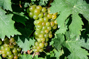Closeup of ripe organic white grapes and green leaves in vineyard in a sunny autumn day .