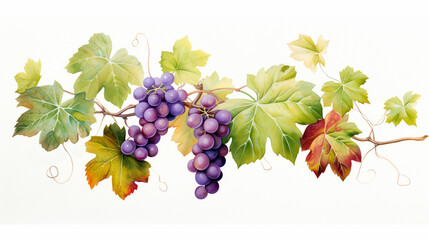 Grape leaves and grape vines on a white background,water color.