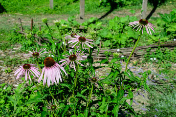 Delicate pink echinacea flowers in soft focus in an organic herbs garden in a sunny summer day.