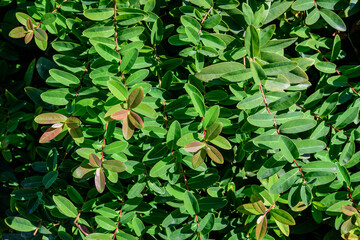 Textured natural background of many green leaves in shrubs that grow in a hedge or hedgerow in sunny spring garden.