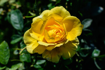 Close up on one delicate fresh vivid yellow rose and green leaves in a garden in a sunny summer day, beautiful outdoor floral background photographed with soft focus.