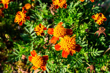 Large group of orange tagetes or African marigold flowers in a a garden in a sunny summer garden, textured floral background photographed with soft focus.