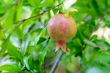 One small raw pomegranate fruit and green leaves in a large tree in direct sunlight in an orchard garden in a sunny summer day, beautiful outdoor floral background photographed with selective focus.