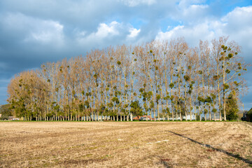 Alignement de peupliers au bord d'un champ. Présence de gui dans les branches