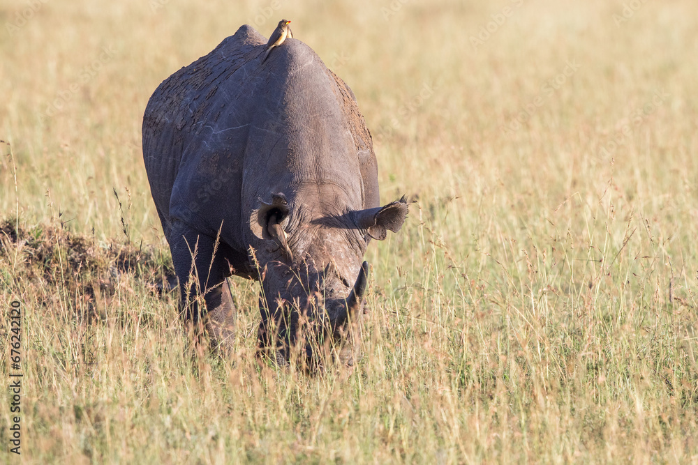 Poster Black rhinoceros grazing on the grass savanna