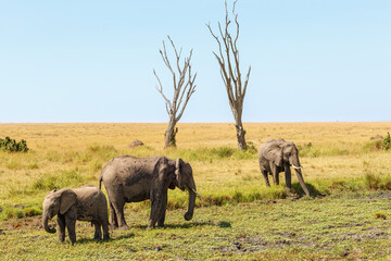 Elephants at a dehydrated water hole