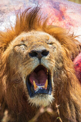Portrait of a male lion with  open mouth