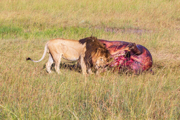 Hungry Male lion at his prey that he has hunted down on the savanna